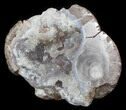 Crystal Filled Dugway Geode (Polished Half) #38866-2